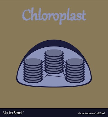 Icon in flat style chloroplast vector image