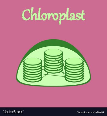 Icon in flat style chloroplast vector image