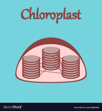 Icon in flat style chloroplast vector image