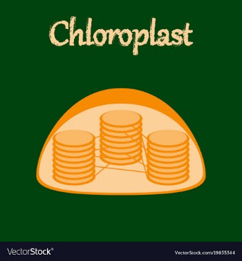 Icon in flat style chloroplast vector image