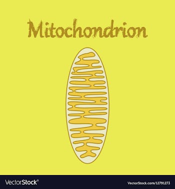 Icon in flat style mitochondrion vector image