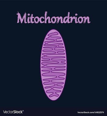 Icon in flat style mitochondrion vector image