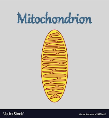 Icon in flat style mitochondrion vector image