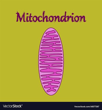 Icon in flat style mitochondrion vector image