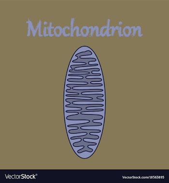Icon in flat style mitochondrion vector image