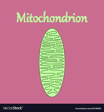 Icon in flat style mitochondrion vector image