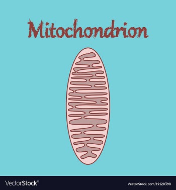 Icon in flat style mitochondrion vector image
