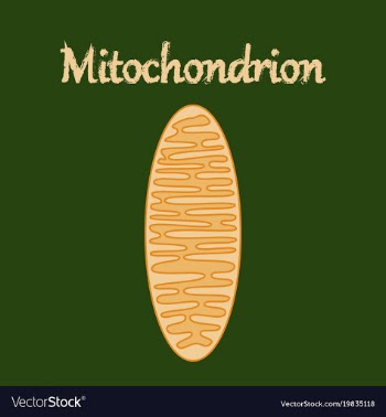 Icon in flat style mitochondrion vector image