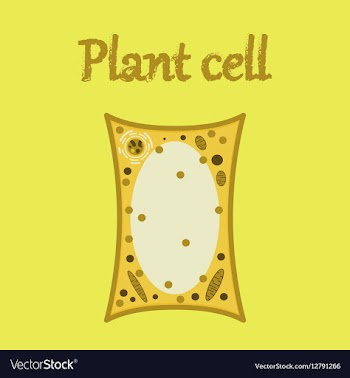 Icon in flat style plant cell vector image