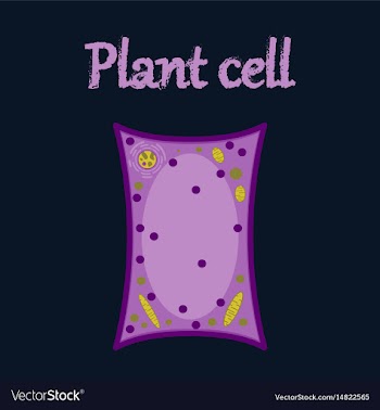 Icon in flat style plant cell vector image