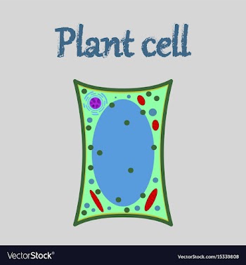 Icon in flat style plant cell vector image