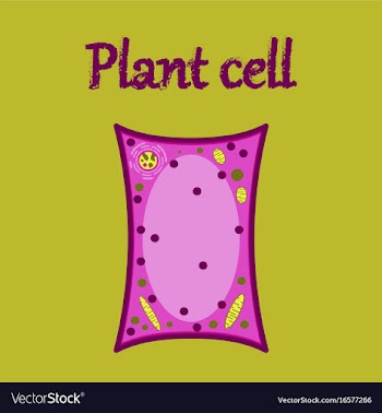 Icon in flat style plant cell vector image