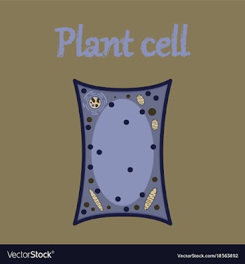 Icon in flat style plant cell vector image