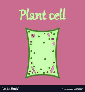 Icon in flat style plant cell vector image