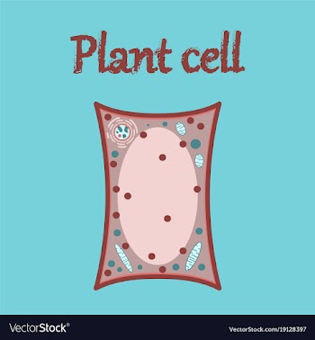 Icon in flat style plant cell vector image