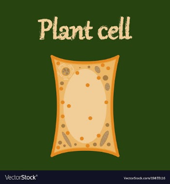 Icon in flat style plant cell vector image