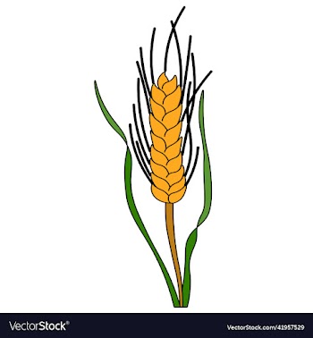 icon is ripe ear of wheat barley grain harvest
