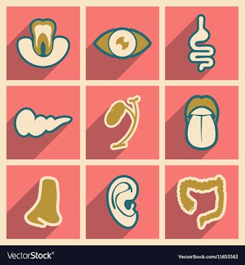 Icon of assembly internal organs in flat style vector image