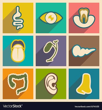 Icon of assembly internal organs in flat style vector image