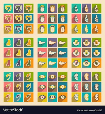 Icon of assembly internal organs in flat style vector image