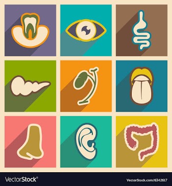 Icon of assembly internal organs in flat style vector image