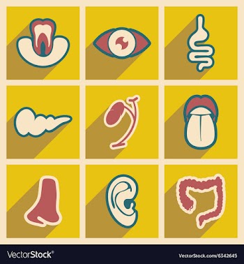 Icon of assembly internal organs in flat style vector image