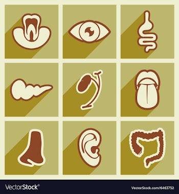 Icon of assembly internal organs in flat style vector image