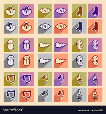 Icon of assembly internal organs in flat style vector image