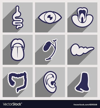 Icon of assembly internal organs in flat style vector image