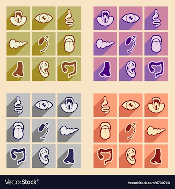 Icon of assembly internal organs in flat style vector image