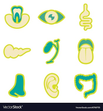 Icon of assembly internal organs in flat style vector image