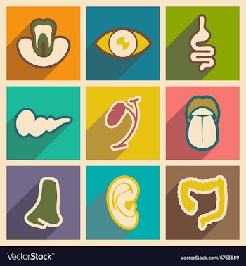 Icon of assembly internal organs in flat style vector image