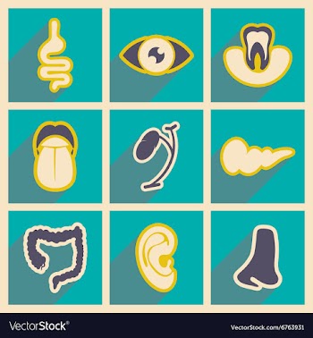 Icon of assembly internal organs in flat style vector image