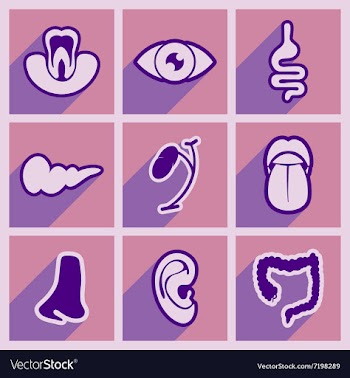 Icon of assembly internal organs in flat style vector image