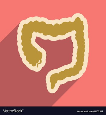 Icon of human duodenum in flat style vector image