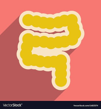 Icon of human duodenum in flat style vector image