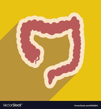 Icon of human duodenum in flat style vector image