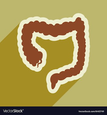 Icon of human duodenum in flat style vector image