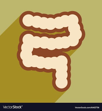 Icon of human duodenum in flat style vector image