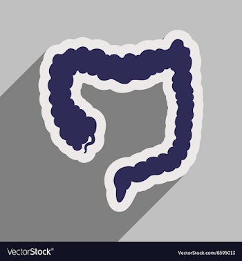 Icon of human duodenum in flat style vector image