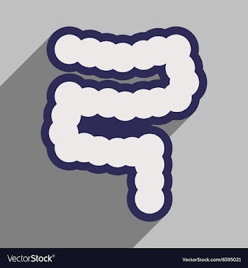 Icon of human duodenum in flat style vector image