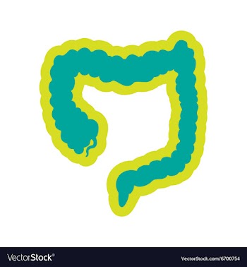 Icon of human duodenum in flat style vector image