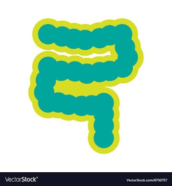 Icon of human duodenum in flat style vector image