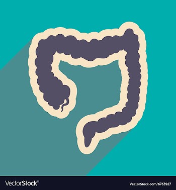 Icon of human duodenum in flat style vector image
