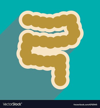 Icon of human duodenum in flat style vector image