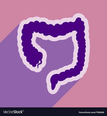 Icon of human duodenum in flat style vector image