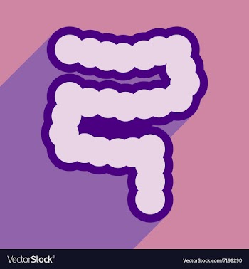 Icon of human duodenum in flat style vector image