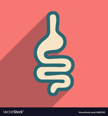 Icon of human intestines in flat style vector image