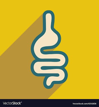 Icon of human intestines in flat style vector image