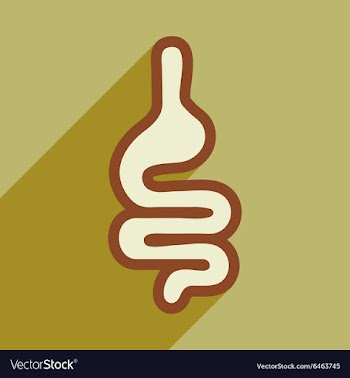 Icon of human intestines in flat style vector image